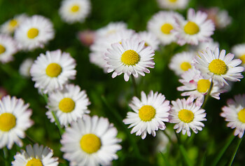 Friendly Field Daisies ~ Flower picture from Cortes Island Canada.