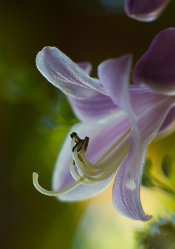 Lily ~ Flower picture from Cortes Island Canada.