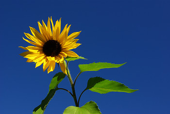 Sunflower ~ Flower picture from Cortes Island Canada.