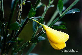 Scotch Broom ~ Flower picture from Cortes Island Canada.