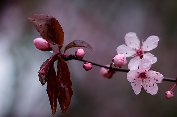Pink on Pink ~ Flower picture from Cortes Island Canada.