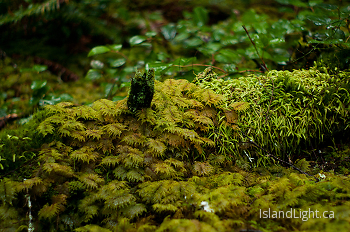 Various Mosses ~ Forest Floor picture from Cortes Island Canada.