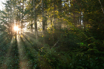 Forest Sunbeams ~ Forest picture from Cortes Island Canada.
