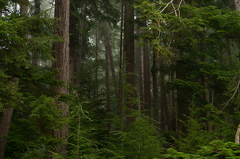 Portrait of a Rain-coast Ecosystem ~ Forest picture from Cortes Island Canada.