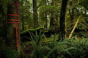 Falling Boundary ~ Forest picture from Cortes Island Canada.