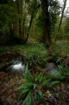 Deer Fern and Associates ~ Forest picture from Cortes Island Canada.