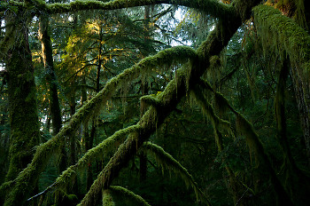 Lichen Heaven ~ Forest picture from Cortes Island Canada.
