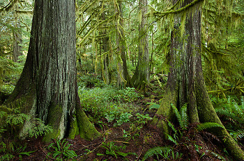 Cedar Forest ~ Forest picture from Cortes Island Canada.