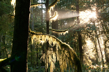 Moss ~ Forest picture from Cortes Island Canada.