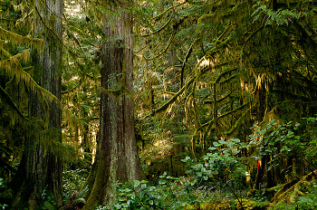 Cedars at Basil Brook ~ Forest picture from Cortes Island Canada.