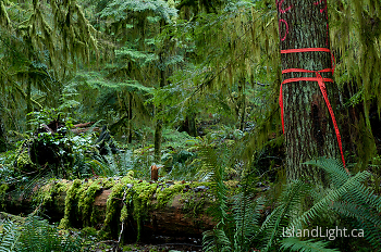 Unnatural Red Tape ~ Forest picture from Cortes Island Canada.