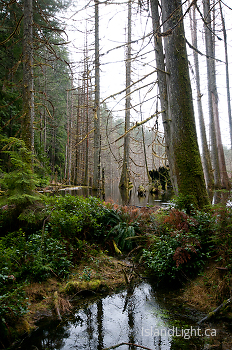 Basil Brook Beaver Dam ~ Forest picture from Cortes Island Canada.
