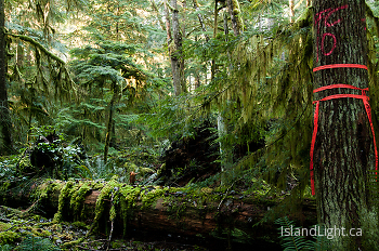 Marked ~ Forest picture from Cortes Island Canada.