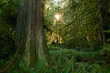 Light in the Forest No. 4 ~ Forest picture from Cortes Island Canada.