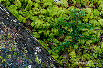 Found Still Life ~ Forest picture from Cortes Island Canada.