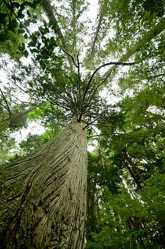 Pacific Red Cedar ~ Forest picture from Cortes Island Canada.
