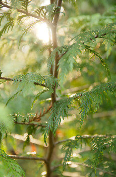 Sun on Cedar 1 ~ Forest picture from Cortes Island Canada.