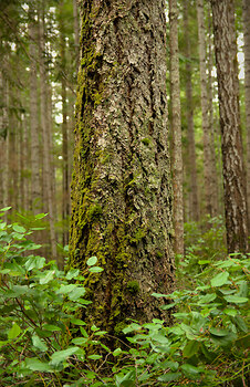 Douglas Fir Emerging from the Salal II ~ Forest picture from Cortes Island Canada.