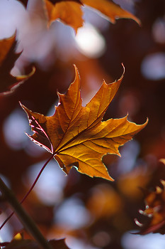 Autumn Maple Leaf ~ Forest picture from Cortes Island Canada.
