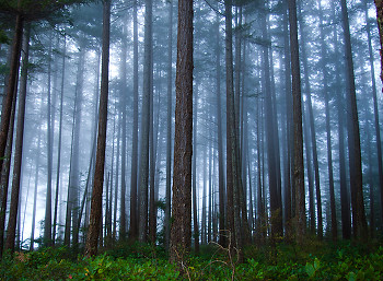 Fog and Fir Trees ~ Forest picture from Cortes Island Canada.