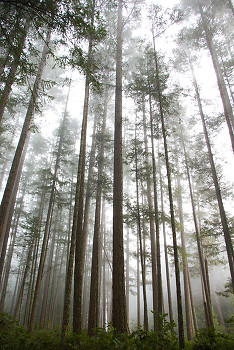 Fog in the Firs II ~ Forest picture from Cortes Island Canada.