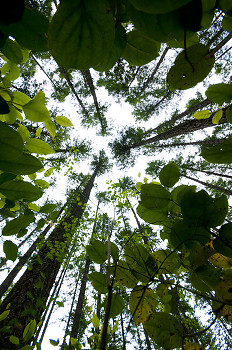 Big World ~ Forest picture from Cortes Island Canada.