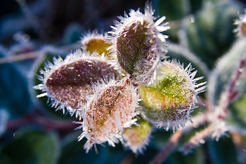 Salal ~ Frost picture from Cortes Island Canada.