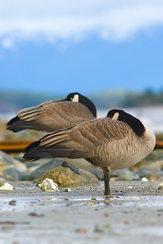 Canada Geese ~ Geese picture from Cortes Island Canada.