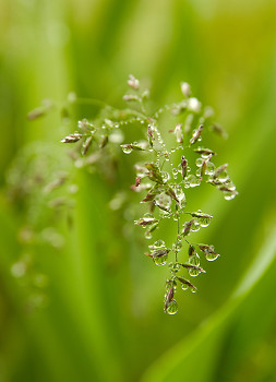 Rain on Wild Oat Seeds ~ Grass picture from Cortes Island Canada.