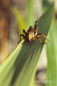  Grasshopper picture from Cortes Island Canada.
