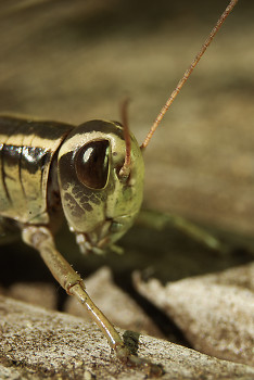 Grasshopper Encounter ~ Grasshopper picture from Cortes Island Canada.
