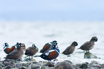 Harlequin Flock ~ Harlequin Duck picture from Cortes Island Canada.