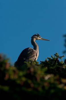 Great Blue Heron in a Tree ~ Heron picture from Cortes Island Canada.