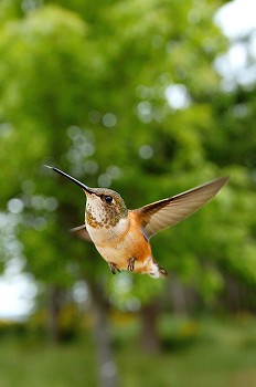 Rufus Hummingbird in flight close up ~ Hummingbird picture from Cortes Island Canada.