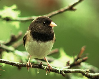 Dark-eyed Junco ~ Junco picture from Cortes Island Canada.