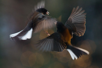 Dueling Juncos ~ Junco picture from Cortes Island Canada.