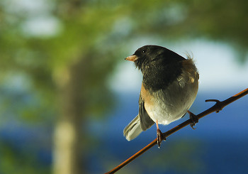 Look Right ~ Junco picture from Cortes Island Canada.