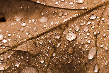 Droplets on Oak Leaf ~ Leaf picture from Cortes Island Canada.