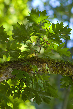 Maple Leaves ~ Maple Tree picture from Cortes Island Canada.