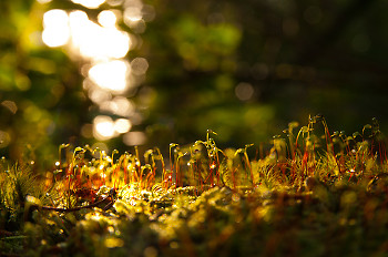 Mosses ~ Moss picture from Cortes Island Canada.