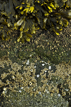 Barnacle Bands ~ Other  picture from Cortes Island Canada.