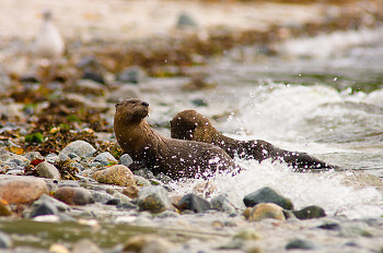 Northern River Otters ~ Otter picture from Cortes Island Canada.