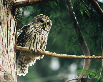 Barred Owl ~ Owl picture from Cortes Island Canada.