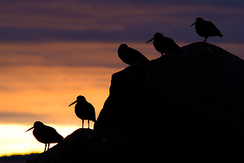 Black Oystercatcher ~ Oystercatcher picture from Cortes Island Canada.
