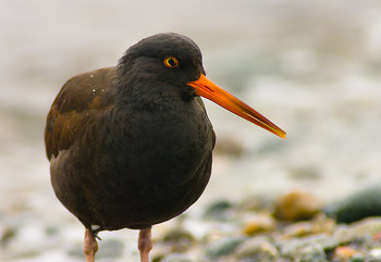 Haematopus Bachmani ~ Oystercatcher picture from Cortes Island Canada.