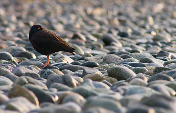 Black Oystercatcher ~ Oystercatcher picture from Cortes Island Canada.