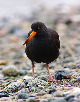 Black Oystercatcher ~ Oystercatcher picture from Cortes Island Canada.