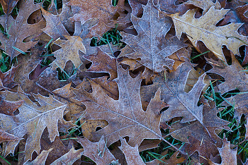 Frosty Oak Leaves ~ Pattern picture from Cortes Island Canada.