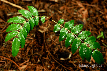 Oregon Grape ~ Plant picture from Cortes Island Canada.