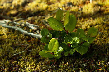Small Salal ~ Plant  picture from Cortes Island Canada.